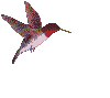 bird01.GIF (6507 bytes)